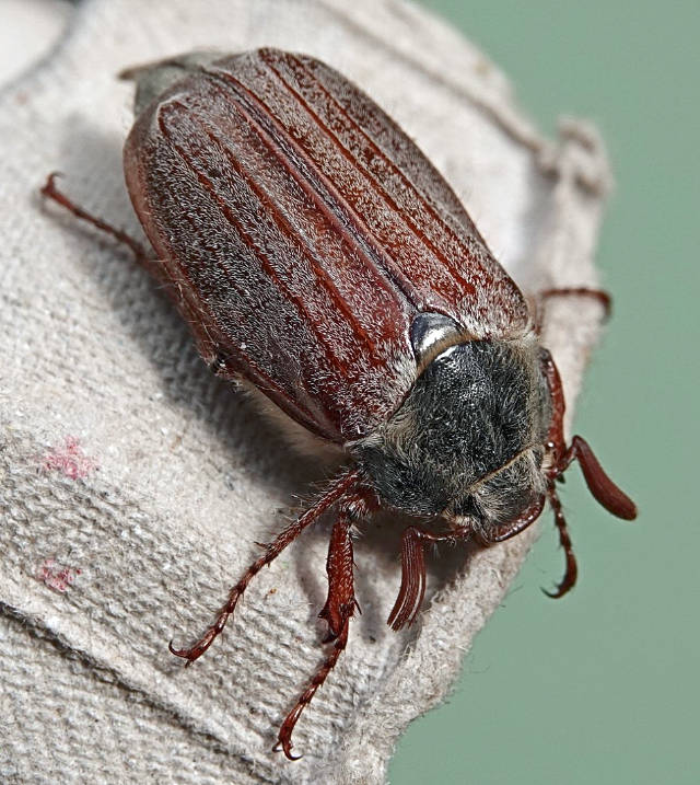 Common Cockchafer